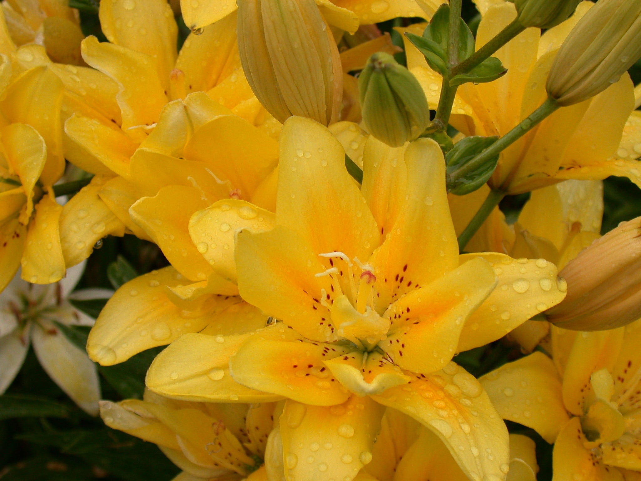 lily – Coast Farms