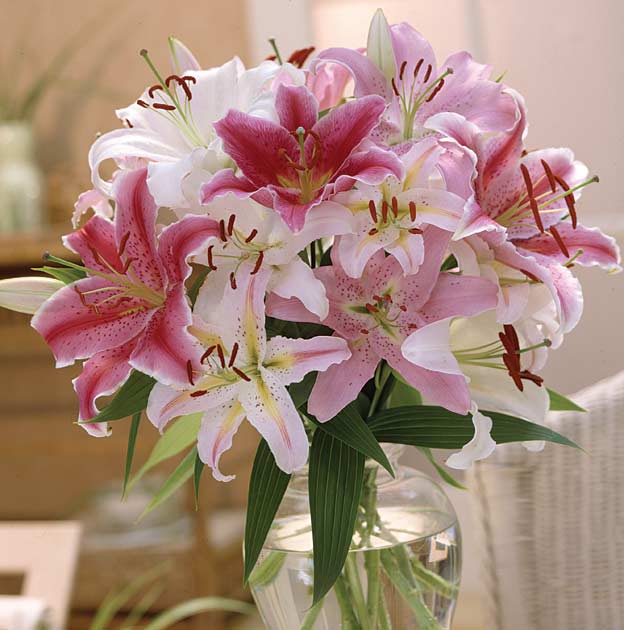 Lilium Oriental Mix | Large Fragrant Summer Lilies – Coast Farms