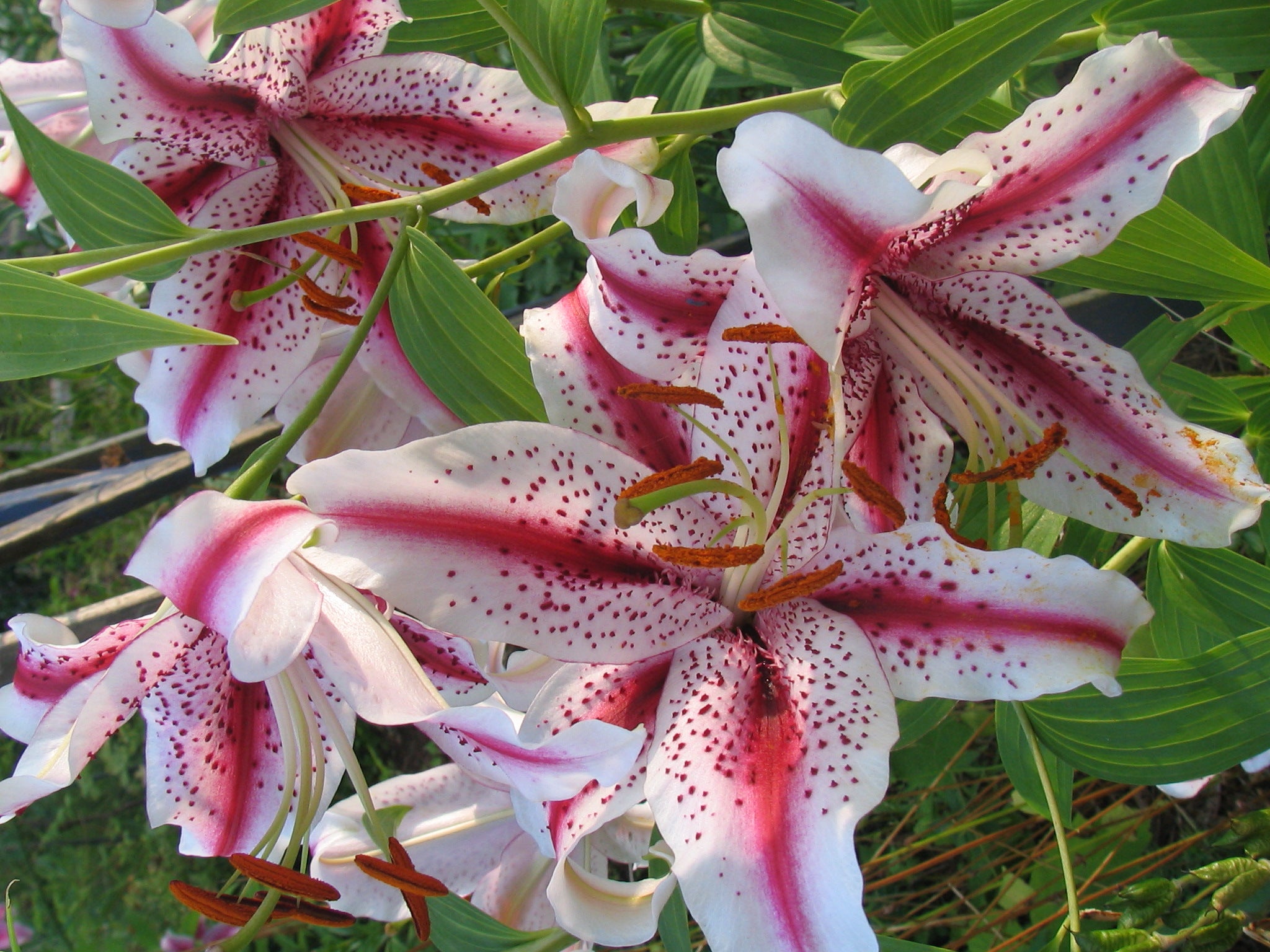 LILY商品 lily – Coast Farms