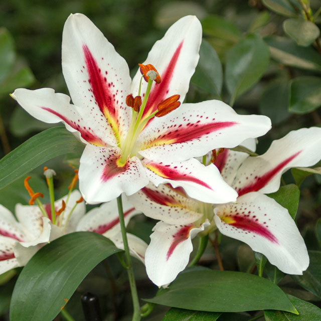 lily – Coast Farms