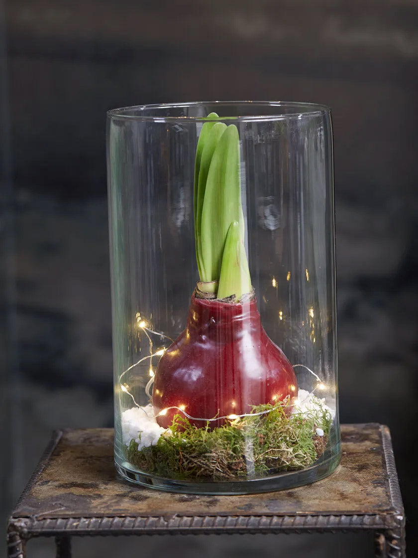 Waxed Amaryllis - Red Wax