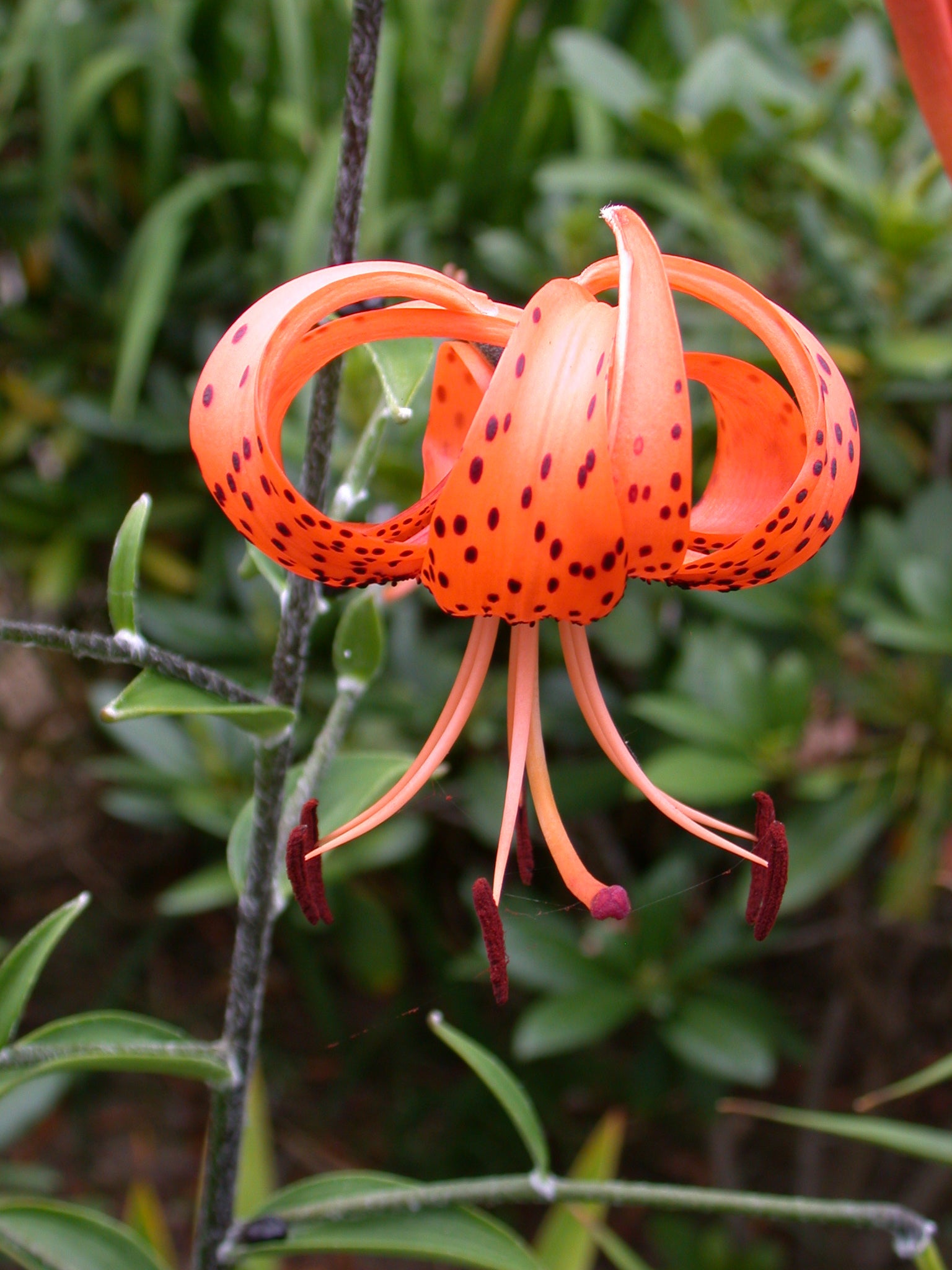 tang lily flower Lily Tigrinum Splendens – Coast Farms
