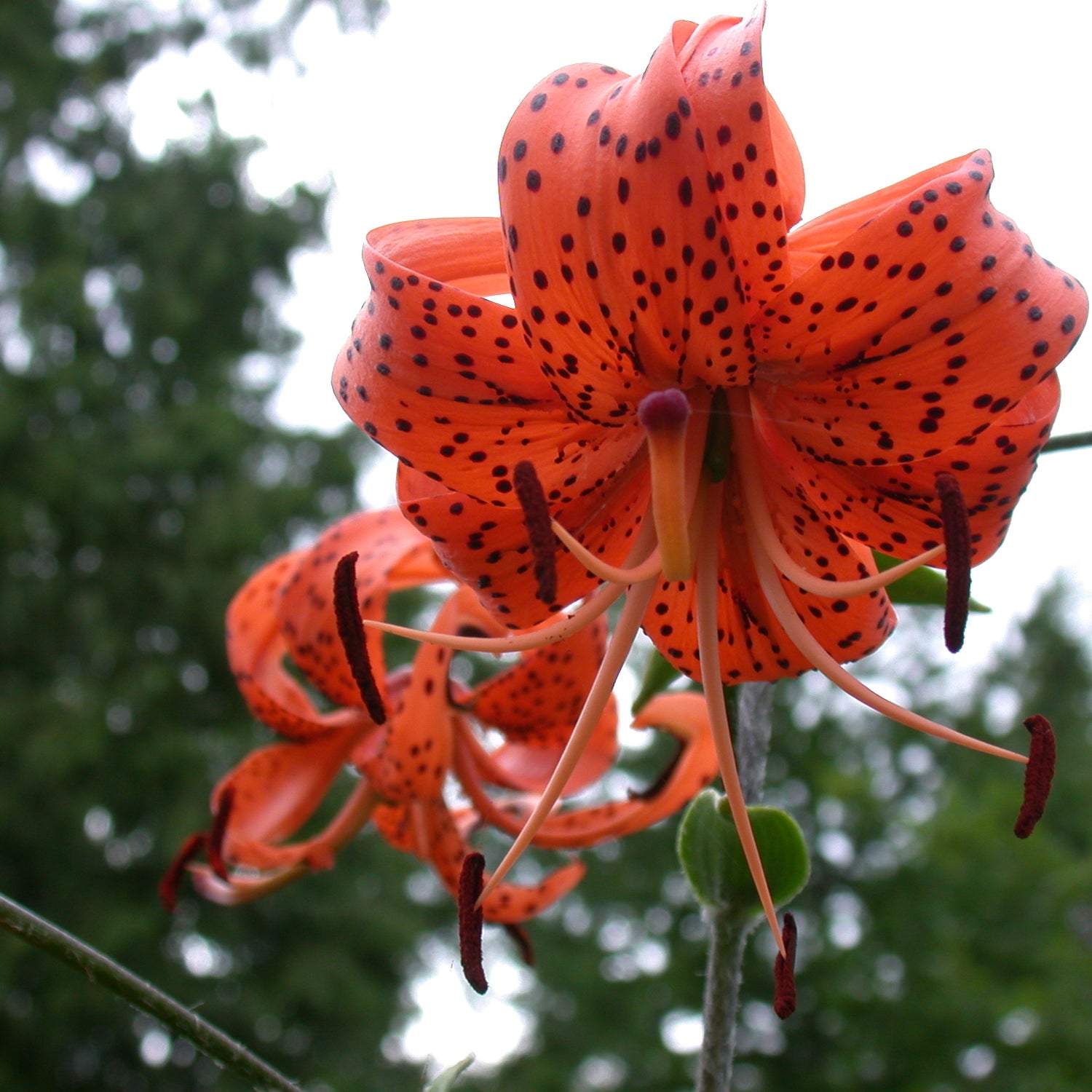tiger lily cut flower Lily Tigrinum Splendens – Coast Farms