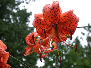Lily Tigrinum Splendens
