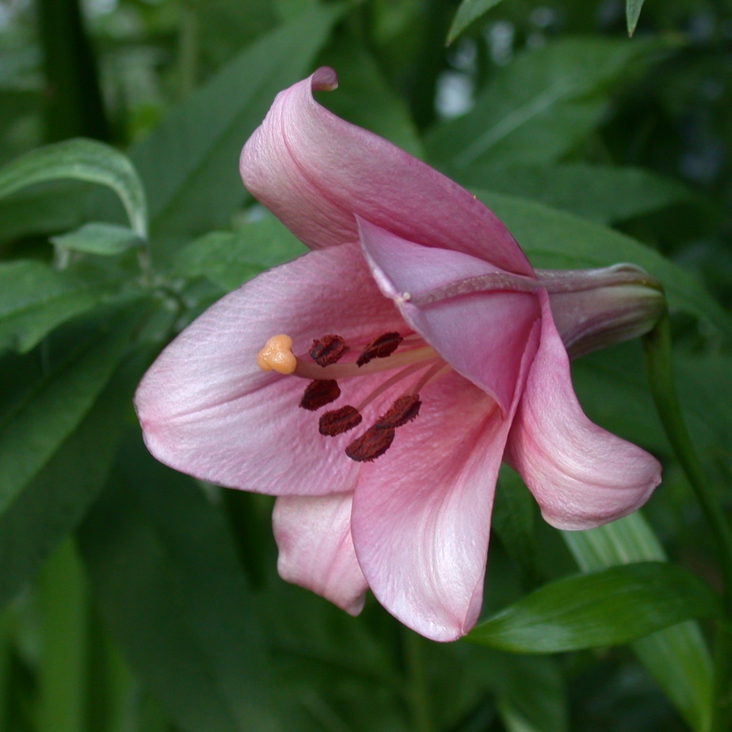 trumpet lily flower Lily Pink Perfection – Coast Farms