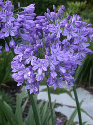 Agapanthus Blue Triumphator