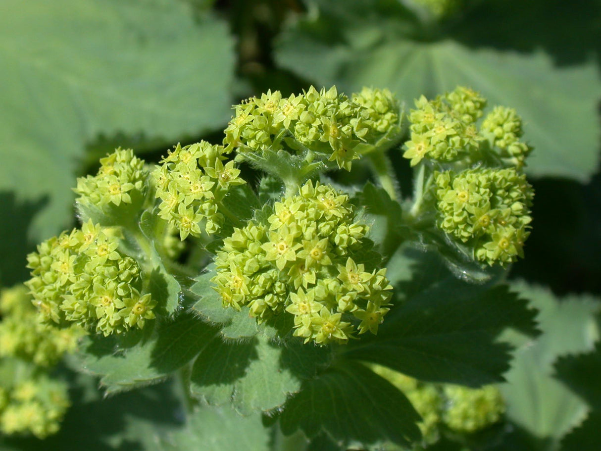 Alchemilla mollis