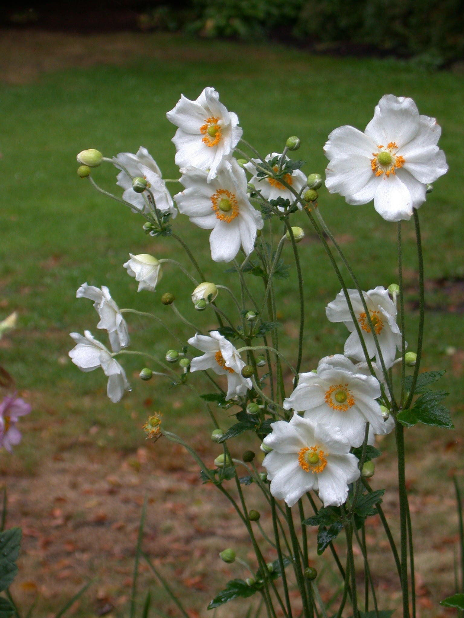 ボディ・フェイスケア anemone Anemone Honorine Jobert – Coast Farms
