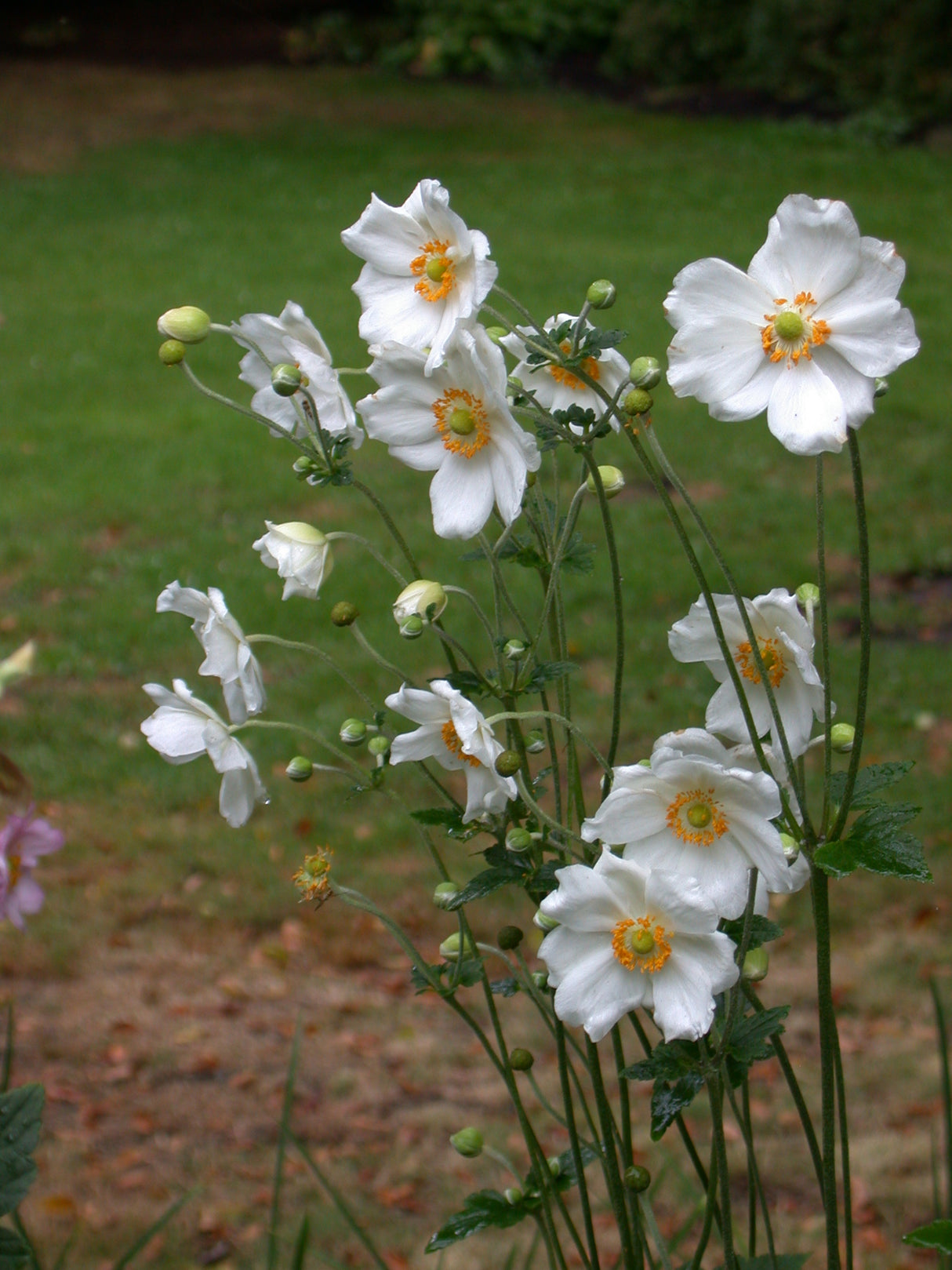 Anemone Honorine Jobert