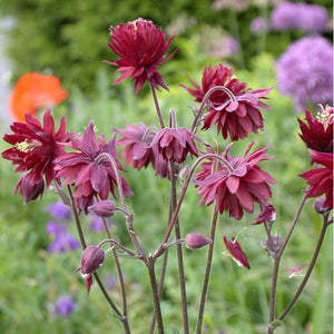 Aquilegia Ruby Port