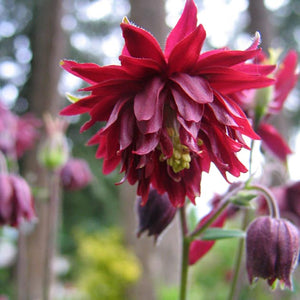 Aquilegia Ruby Port