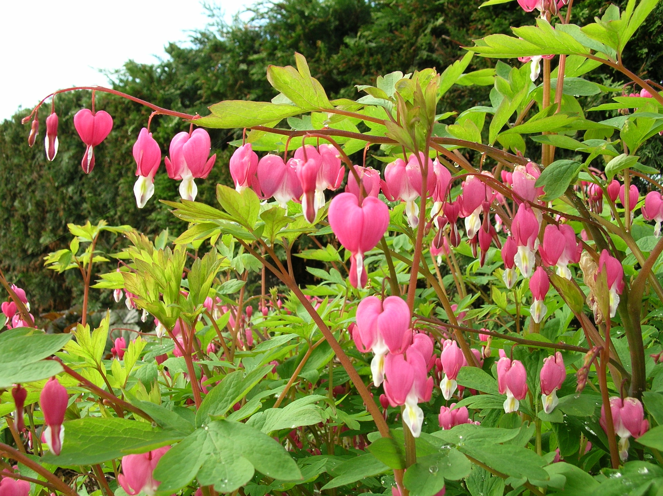Spring Perennials for Canadian Gardens | Coast Farms – Page 6