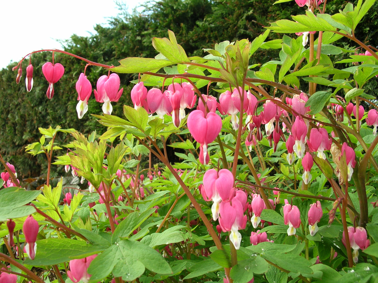 Dicentra spectabilis