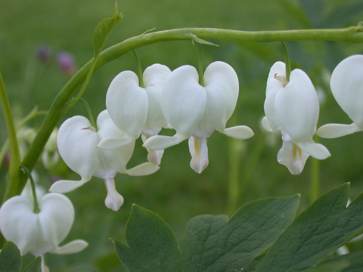 Dicentra spectabilis Alba
