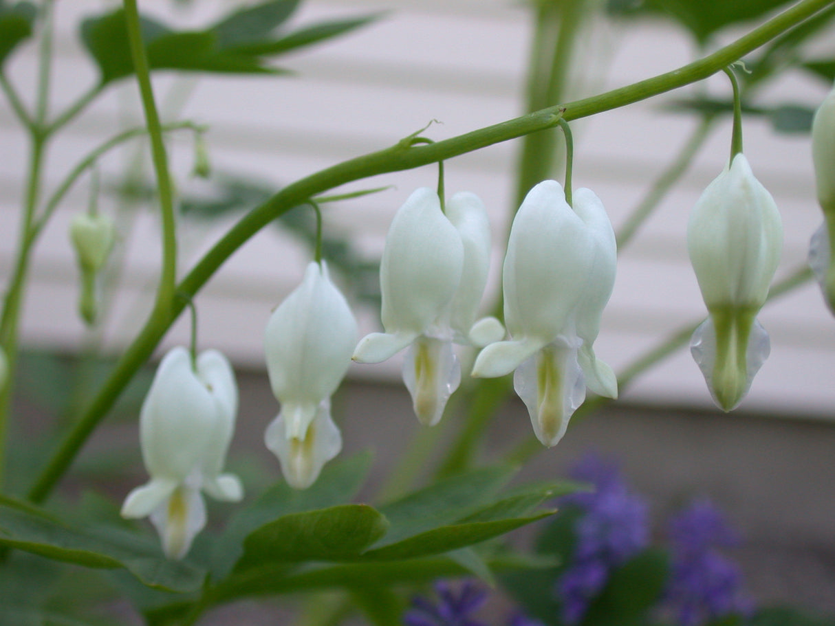 Dicentra spectabilis Alba
