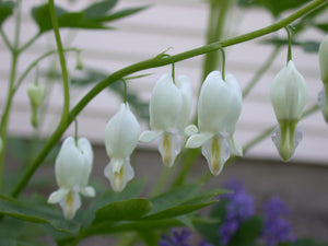 Dicentra spectabilis Alba