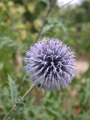 Echinops Veitchs Blue