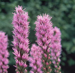 Liatris spicata