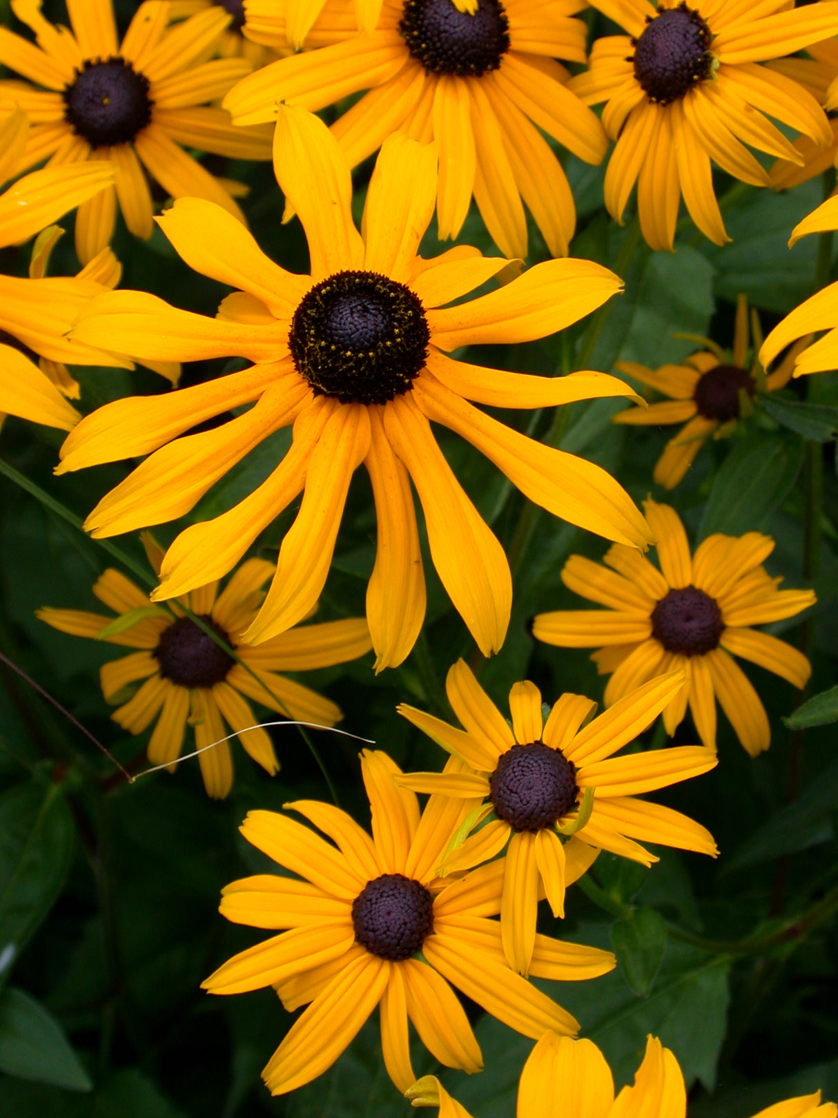 Rudbeckia Goldsturm Jumbo Root