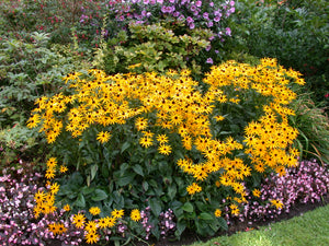 Rudbeckia Goldsturm Jumbo Root