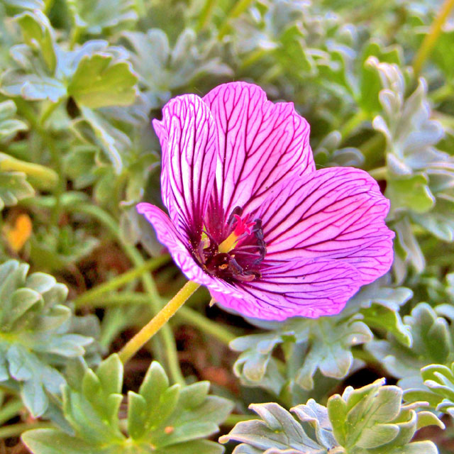 Geranium Ballerina