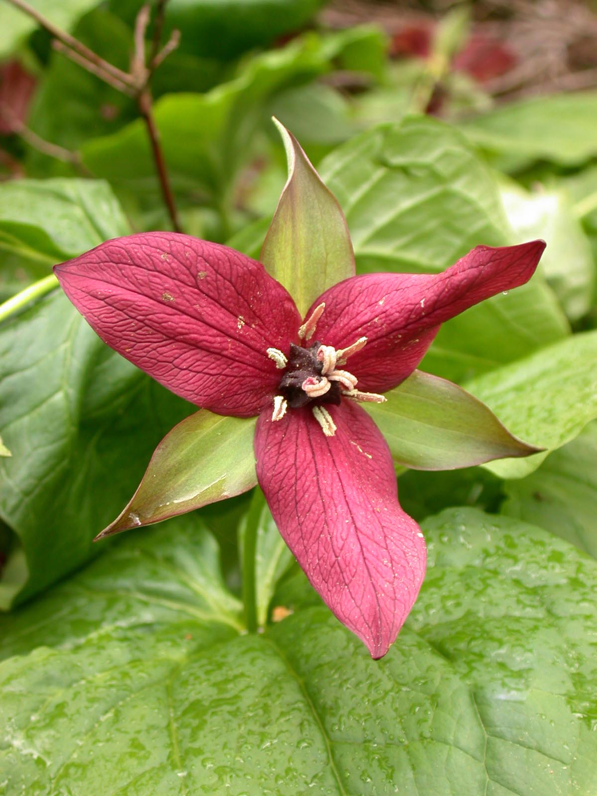 Trillium erectum