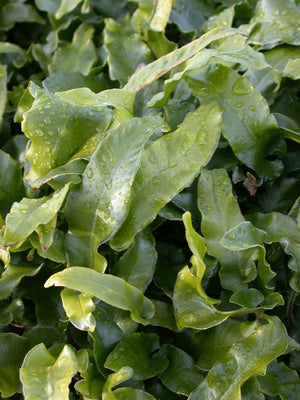 Phyllitis scolopendrium