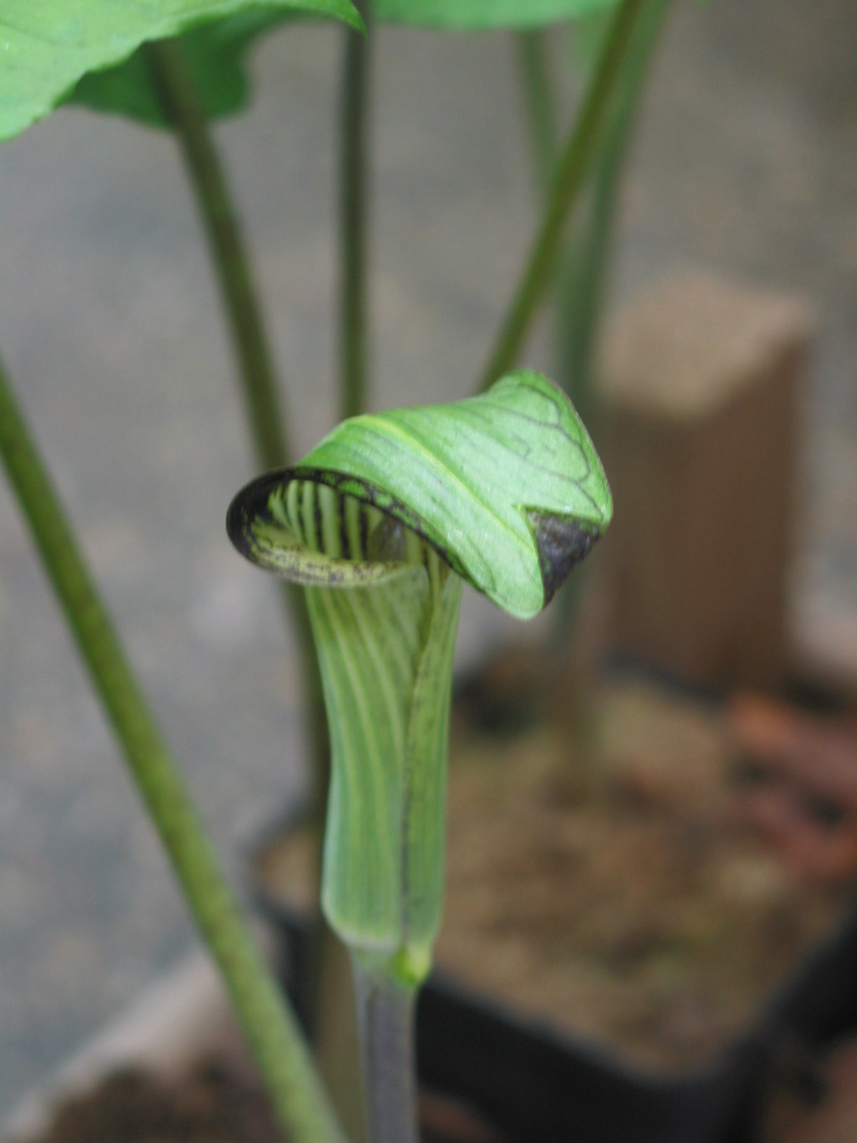 Arisaema triphyllum