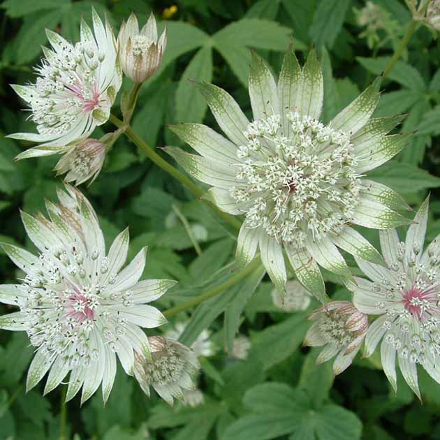 Astrantia Star of Billion