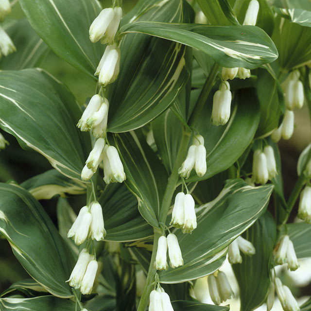 Polygonatum odoratum Variegatum