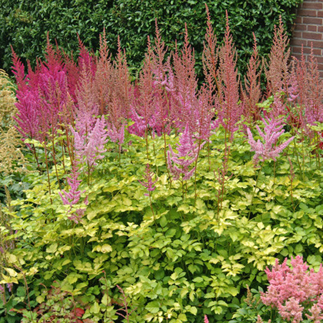 Astilbe Color Flash Lime