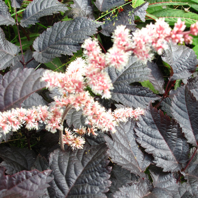 Astilbe Chocolate Shogun