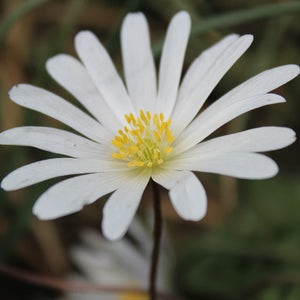 Sanguinaria canadensis