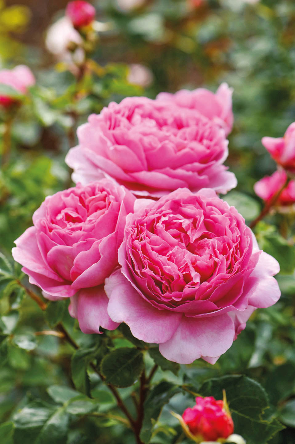 David Austin Rose - Princess Alexandra of Kent