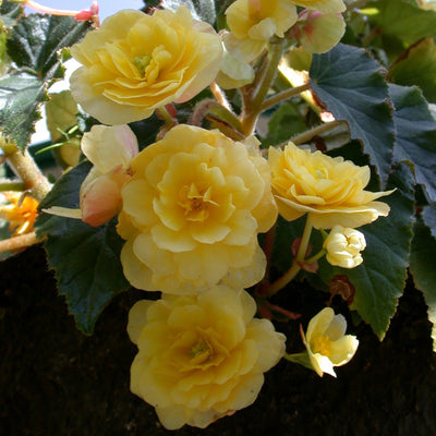 Planting guide image