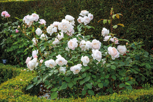 David Austin Rose - Desdemona