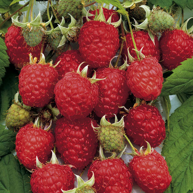 Raspberry Heritage