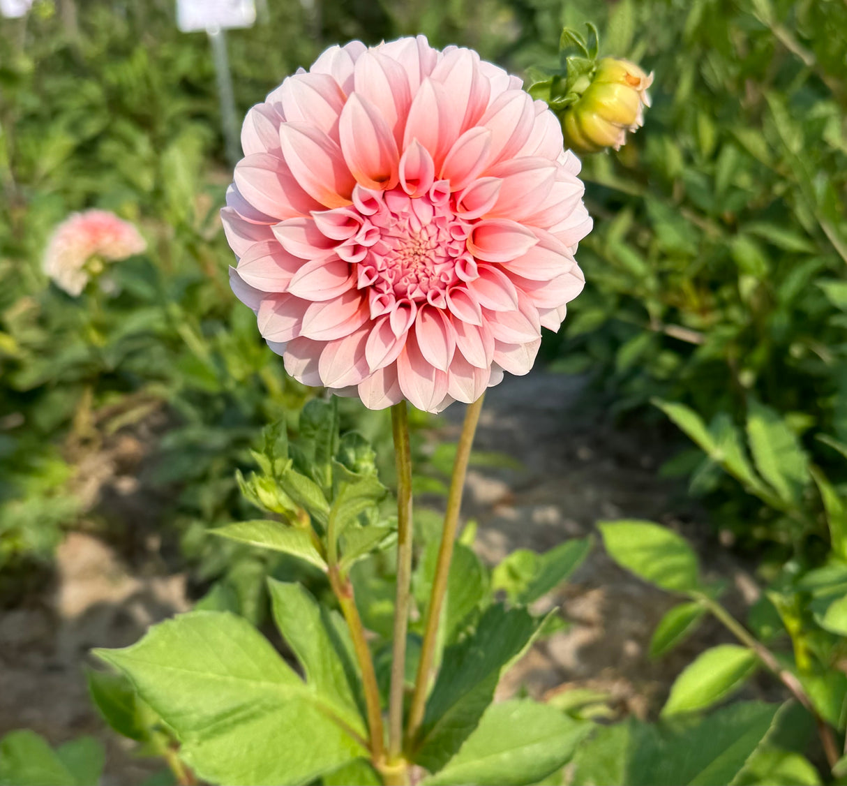 Dahlia Peaches