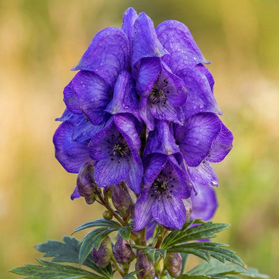 How to Plant and Grow Aconitum (Monkshood)