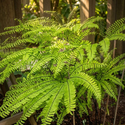 How to Plant Adiantum (Maidenhair Fern): A Step-by-Step Guide