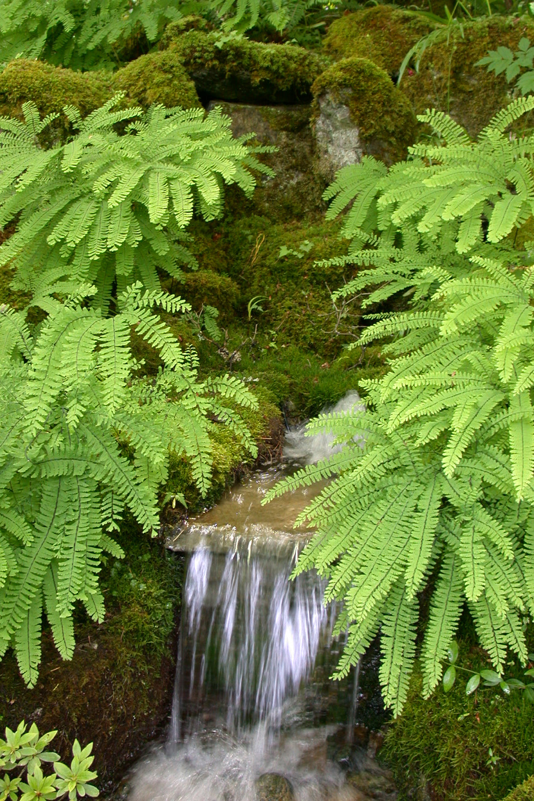 Adiantum pedatum