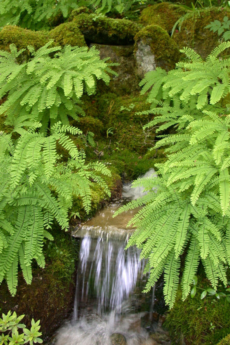 Adiantum pedatum