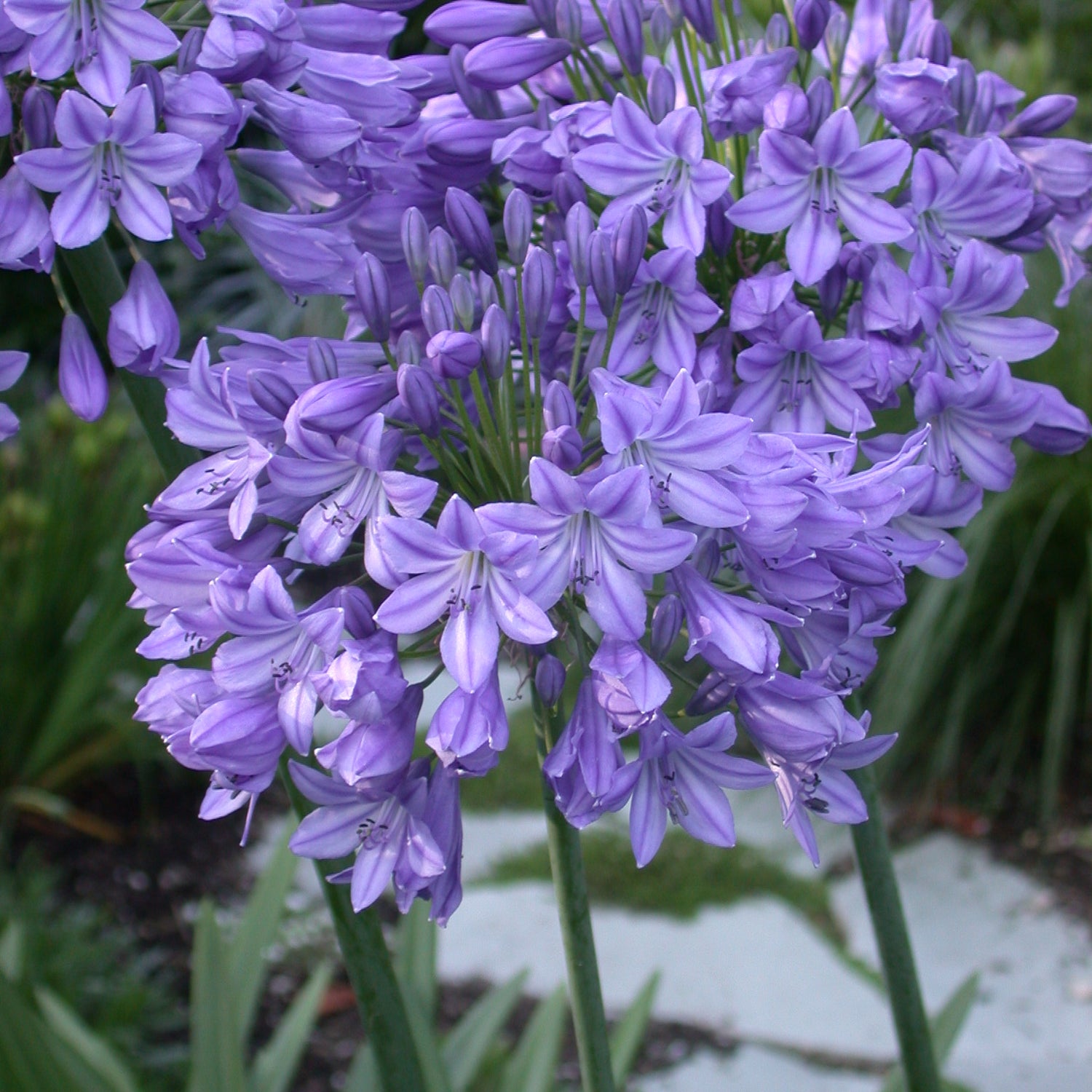 Agapanthus Blue Triumphator