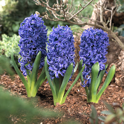 How to Plant Hyacinth Bulbs