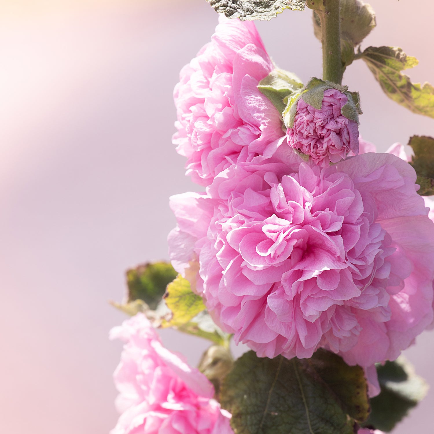 Alcea Chaters Double Pink