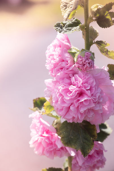 Alcea Chaters Double Pink