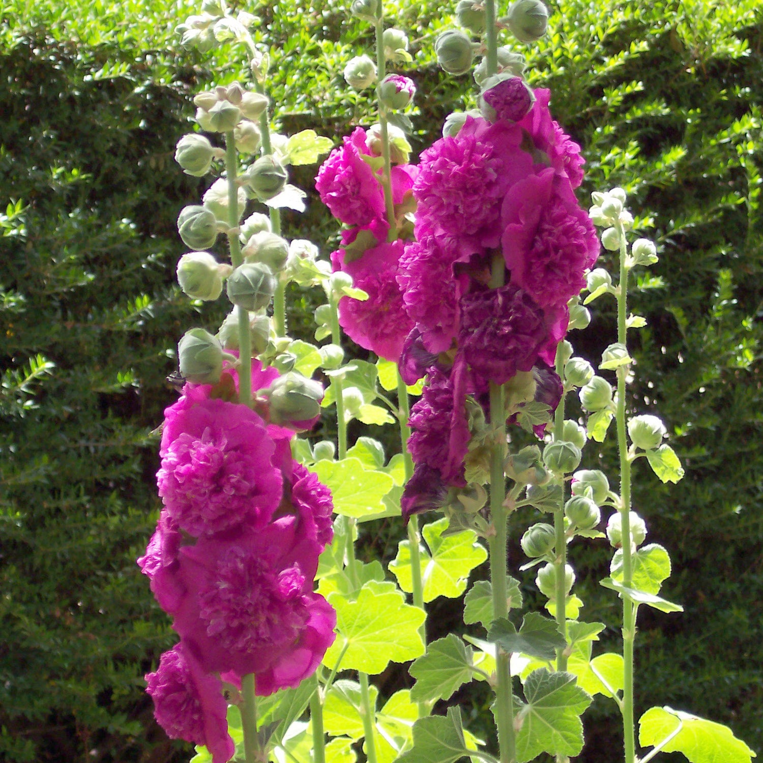 Alcea Chaters Double Purple