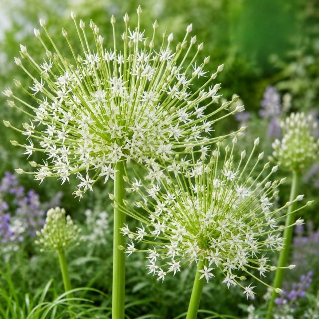 Allium Arctic Snow