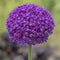 Shop All Fall Planted Bulbs