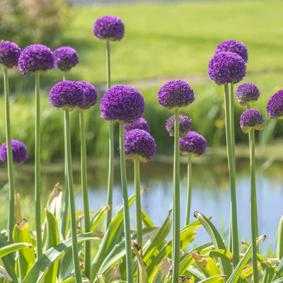How to Plant Allium Bulbs